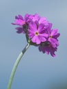 Rounded clusters on top of a powdery stem of BirdÃ¢â¬â¢s eye primose